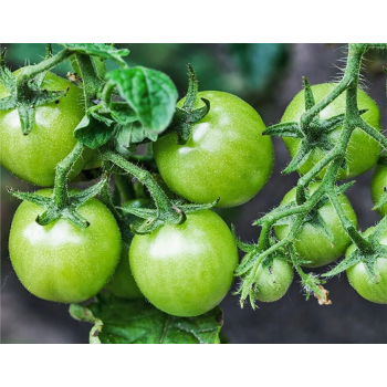 MUTTI Pesto di pomodoro verde - zielonych pomidorów 180g